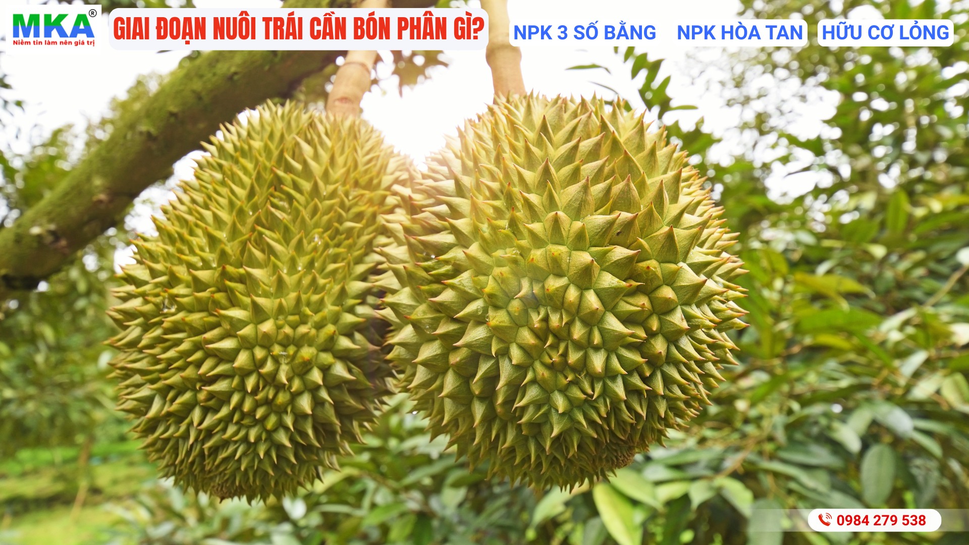 kỹ thuật bón phân nuôi trái sầu riêng